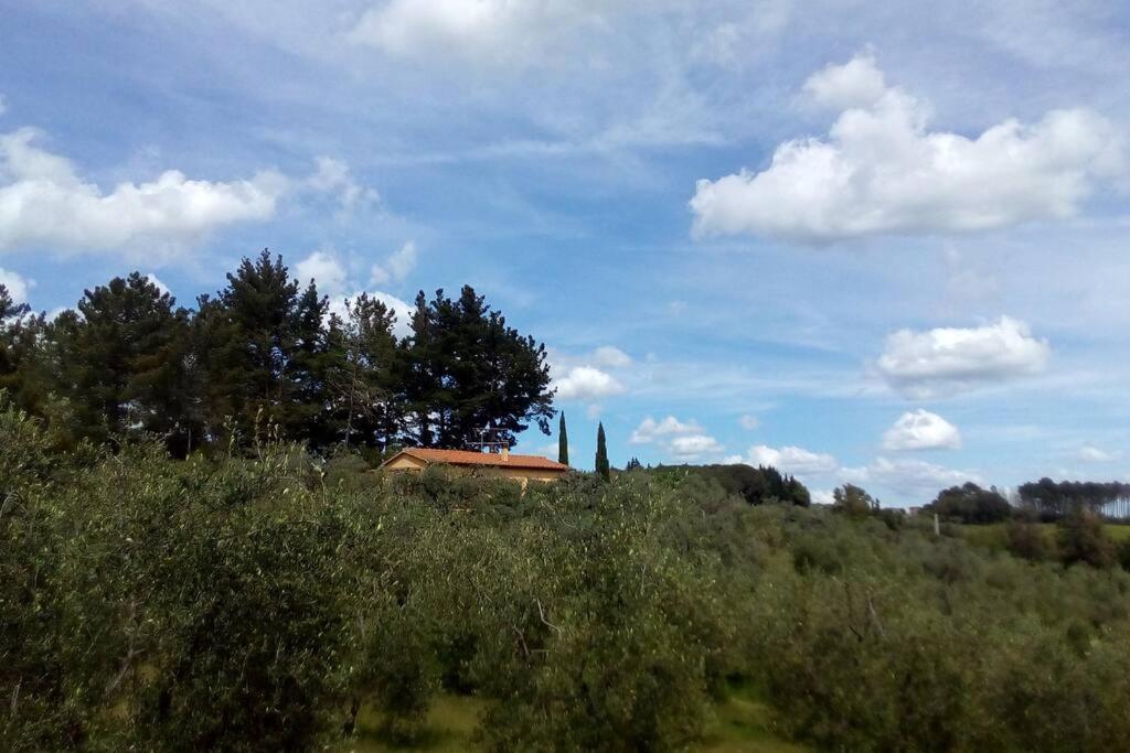 Casa Belvedere -Tranquillita Tra Bosco E Ulivi- Riparbella Exterior photo
